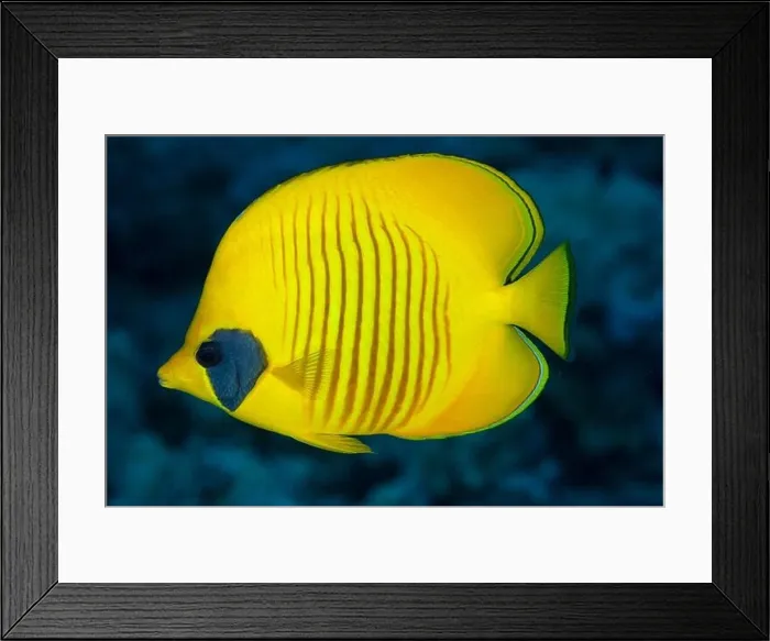 Framed Print : Bluecheek butterflyfish, Chaetodon semilarvatus Framed Print : Bluecheek butterflyfish, Chaetodon semilarvatus