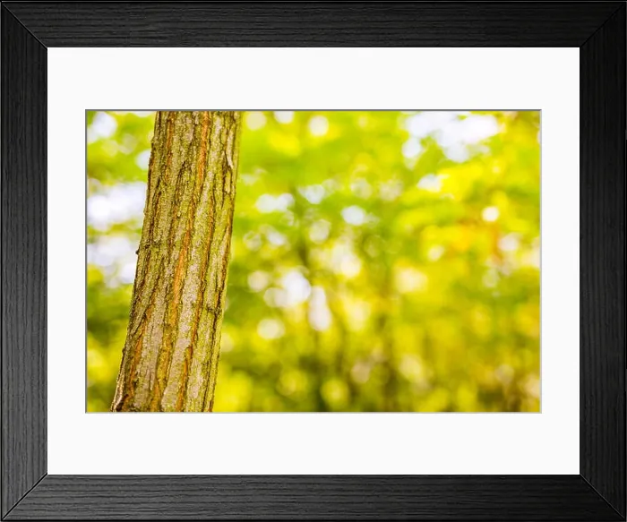 Framed Print : Tree closeup with blurred background, green ecology concept. Forest, tees, nature Framed Print : Tree closeup with blurred background, green ecology concept. Forest, tees, nature