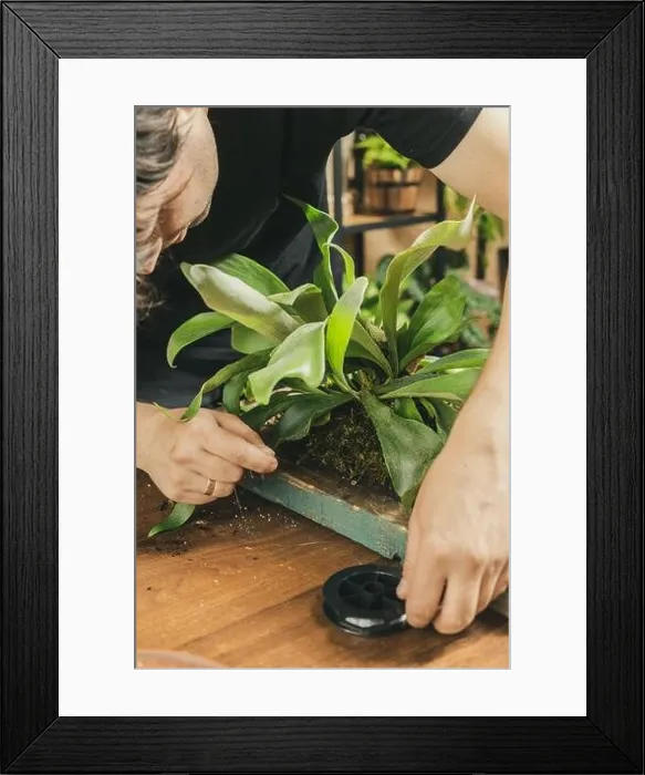 Framed Print : Male hands binding a Staghorn Fern to the wooden board with the fishing line. Mounting Platycerium on the wooden board DIY project Framed Print : Male hands binding a Staghorn Fern to the wooden board with the fishing line. Mounting Platycerium on the wooden board DIY project