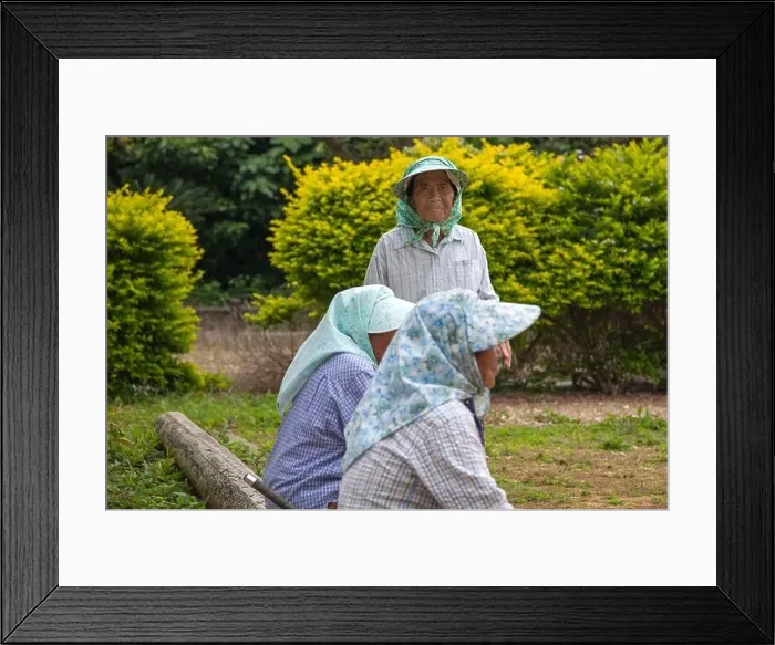 Framed Print : Elderly Japanese Ryukyuan women playing gateball, a Japanese version of croquet, Kurima Island, Okinawa, Japan Framed Print : Elderly Japanese Ryukyuan women playing gateball, a Japanese version of croquet, Kurima Island, Okinawa, Japan