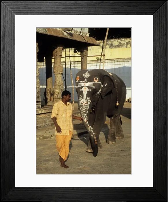 Framed Print : India, Tamil Nadu, Kanchipuram, Varadharaja Perumal temple elephant Framed Print : India, Tamil Nadu, Kanchipuram, Varadharaja Perumal temple elephant