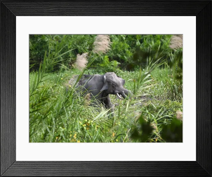Framed Print : Wild elephant grazing in a paddy field Framed Print : Wild elephant grazing in a paddy field