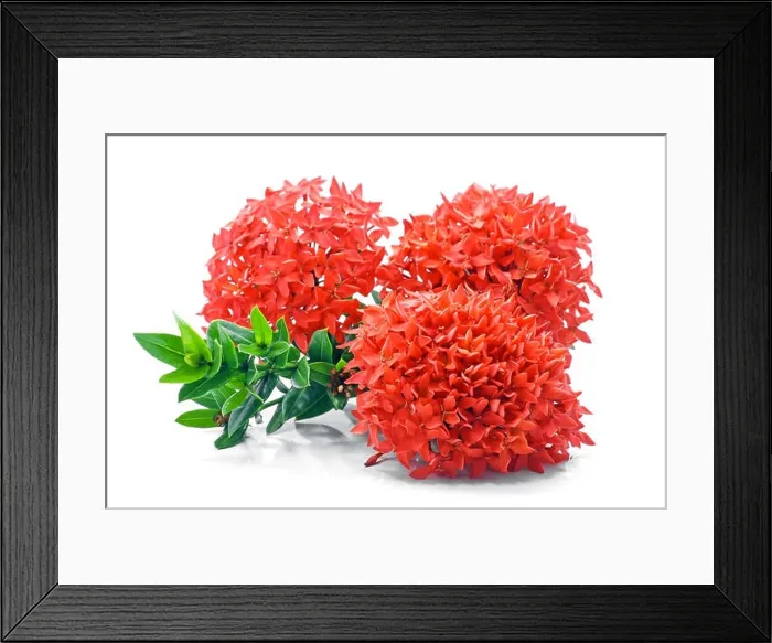 Framed Print : Ixora coccinea flower isolated on white background Framed Print : Ixora coccinea flower isolated on white background
