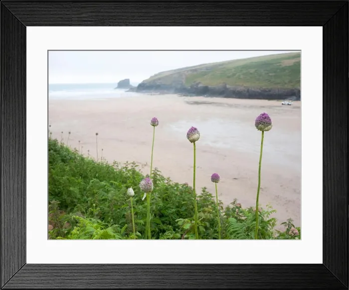 Framed Print : Wild garlic plants and wild flowers growing on the cliff edge at Porthcothan Bay Cornwall UK Framed Print : Wild garlic plants and wild flowers growing on the cliff edge at Porthcothan Bay Cornwall UK