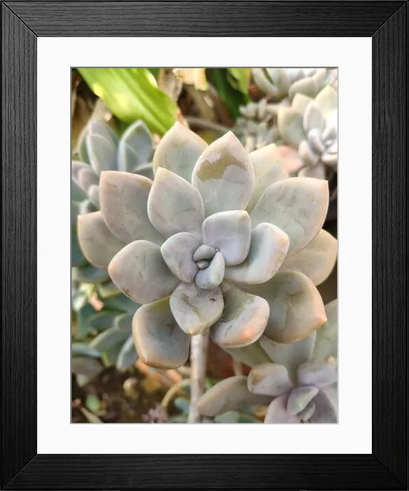 Framed Print : The succulent plant have little morning drop in center; and its leaves have pink top Framed Print : The succulent plant have little morning drop in center; and its leaves have pink top