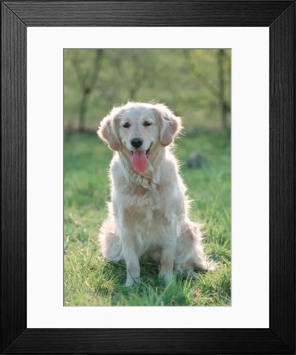 Framed Print : Golden Retriever (mammals) (animals) (domestic dog) (pet) (outside) (outdoor) (frontal) (head-on) (from front) (back light) (meadow) (panting) Framed Print : Golden Retriever (mammals) (animals) (domestic dog) (pet) (outside) (outdoor) (frontal) (head-on) (from front) (back light) (meadow) (panting)