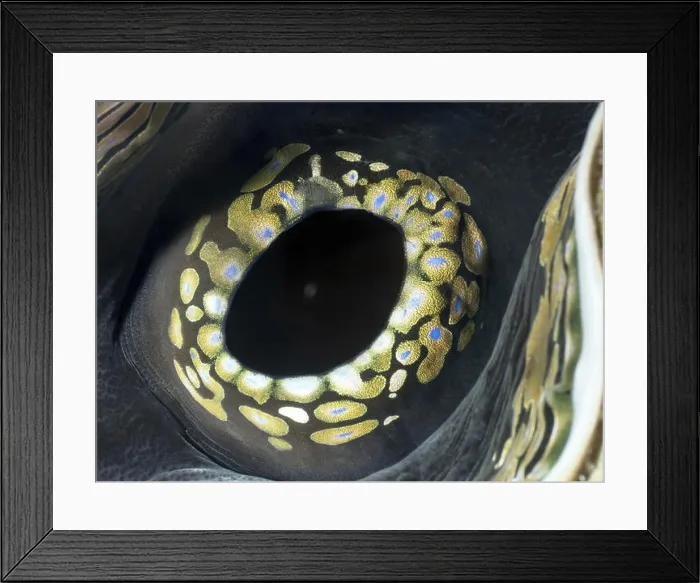 Framed Print : Eye of a giant clam Framed Print : Eye of a giant clam