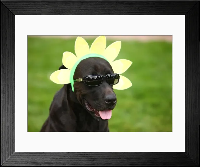 Framed Print : Dog wearing funny hat and sunglasses Framed Print : Dog wearing funny hat and sunglasses