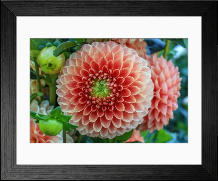 Framed Print : Close up of dahlia flowers Framed Print : Close up of dahlia flowers