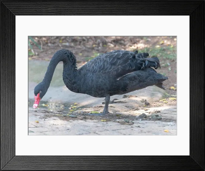 Framed Print : A close up view of a black swan standing on one leg near a water pond Framed Print : A close up view of a black swan standing on one leg near a water pond