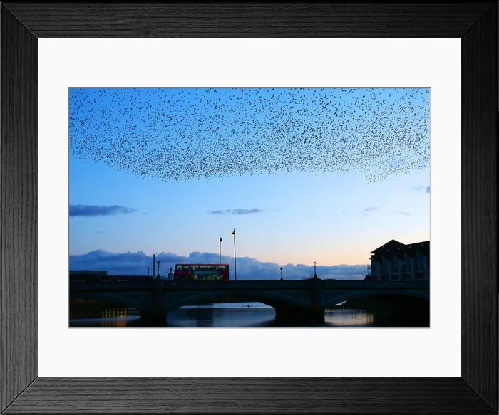 Framed Print : Starlings gather at dusk over the river Lagan in Belfast, Northern Ireland, before settling under the Albert Bridge Framed Print : Starlings gather at dusk over the river Lagan in Belfast, Northern Ireland, before settling under the Albert Bridge