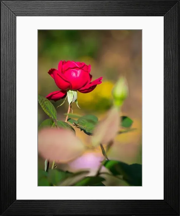 Framed Print : Autumn garden flowers - Red rose on a background of bokeh Framed Print : Autumn garden flowers - Red rose on a background of bokeh