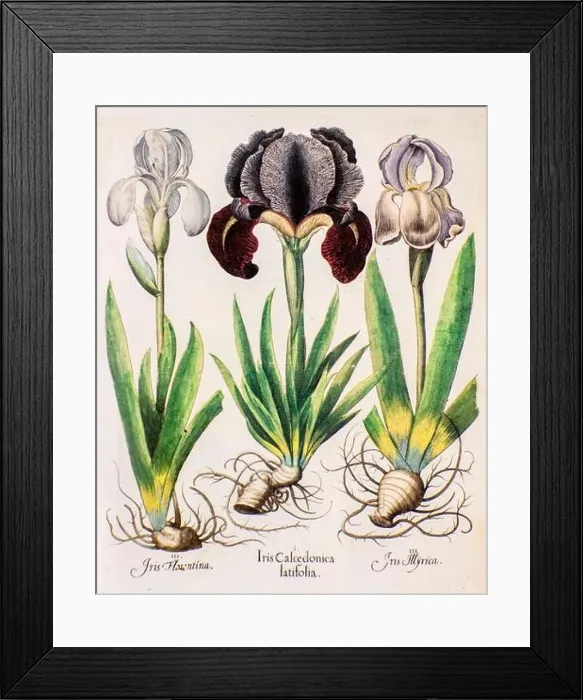 Framed Print : Three iris plants from Hortus Eystettensis a codex produced by Basilius Besler in 1613 of the garden of the bishop of Eichstätt in Bavaria Framed Print : Three iris plants from Hortus Eystettensis a codex produced by Basilius Besler in 1613 of the garden of the bishop of Eichstätt in Bavaria