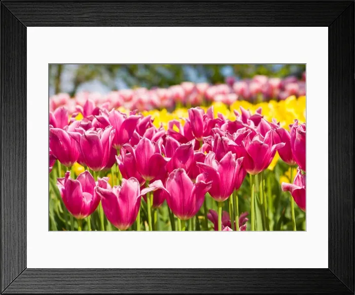 Framed Print : Field with many pink tulips on sky, horizontal image Framed Print : Field with many pink tulips on sky, horizontal image