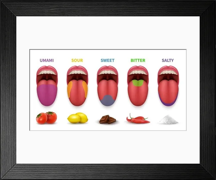Framed Print : Human tongue basic taste areas. Smack map in mouth sweet, salty, sour, bitter and umami vector diagram isolated on white background. Illustration of l Framed Print : Human tongue basic taste areas. Smack map in mouth sweet, salty, sour, bitter and umami vector diagram isolated on white background. Illustration of l