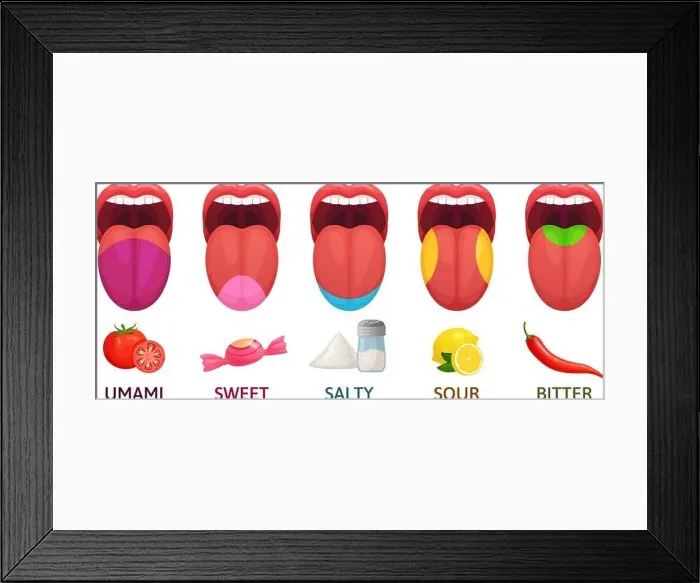 Framed Print : Tongue taste areas. Sweet, bitter and salty tastes. Umami and sour taste receptors diagram cartoon vector illustration Framed Print : Tongue taste areas. Sweet, bitter and salty tastes. Umami and sour taste receptors diagram cartoon vector illustration