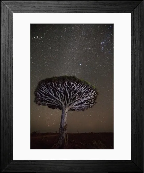 Framed Print : Milky way shines above a Dragon blood tree (Dracaena cinnabari); Socotra Island, Yemen Framed Print : Milky way shines above a Dragon blood tree (Dracaena cinnabari); Socotra Island, Yemen