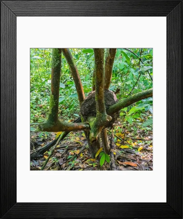 Framed Print : termite nest developing in the crook of a tree in the rainforest in Corcovado National Park on the Osa Peninsula in Costa Rica Framed Print : termite nest developing in the crook of a tree in the rainforest in Corcovado National Park on the Osa Peninsula in Costa Rica