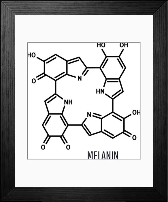 Framed Print : Melanin structural chemical formula on a white background Framed Print : Melanin structural chemical formula on a white background