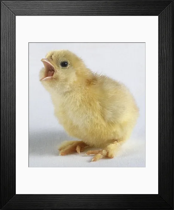 Framed Print : Fluffy yellow chick (Gallus gallus) with open beak, side view Framed Print : Fluffy yellow chick (Gallus gallus) with open beak, side view
