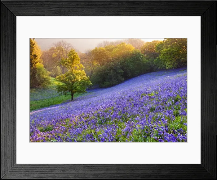 Framed Print : Bluebells (Hyacinthoides non-scripta) growing in a woodland field, Minterne Magna, Dorset, England, UK Framed Print : Bluebells (Hyacinthoides non-scripta) growing in a woodland field, Minterne Magna, Dorset, England, UK