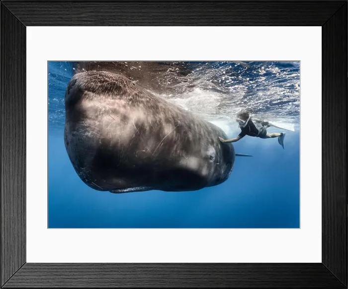Framed Print : Swimmer stroking Scar, a male Sperm whale who often seems to seek out and enjoy contact with people. Caribbean