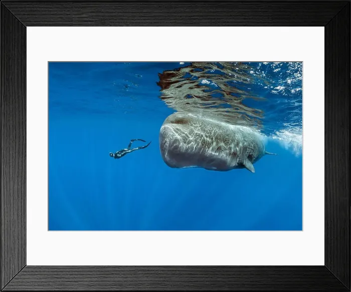 Framed Print : free diver swimming with female sperm whales, Physeter macrocephalus, Dominica, Caribbean Sea, Atlantic Ocean, photo taken under permit n°RP 17 / 01 / 02 Framed Print : free diver swimming with female sperm whales, Physeter macrocephalus, Dominica, Caribbean Sea, Atlantic Ocean, photo taken under permit n°RP 17 / 01 / 02