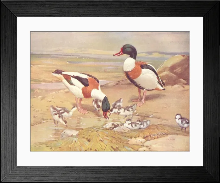 Framed Print : BIRDS. Wildfowl. Sheldrake (right) Shelduck and Ducklings 1924 old print Framed Print : BIRDS. Wildfowl. Sheldrake (right) Shelduck and Ducklings 1924 old print