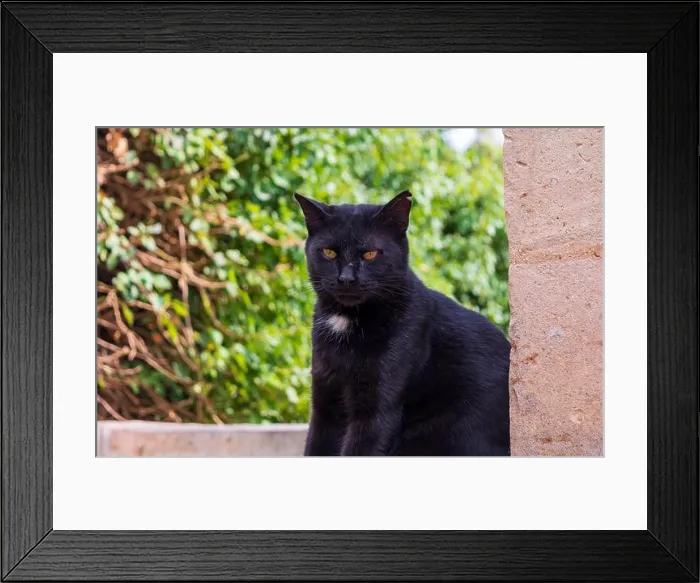 Framed Print : Black stray cat with white chest Framed Print : Black stray cat with white chest