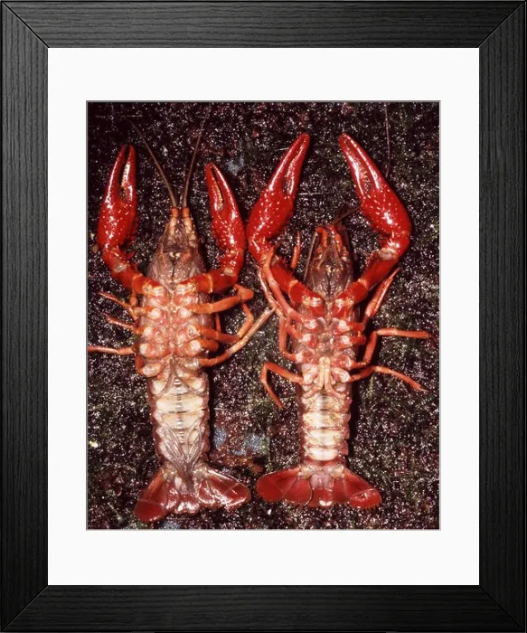 Framed Print : Sexuak dimorphism in Red swamp crayfish (Procambarus clarkii) Framed Print : Sexuak dimorphism in Red swamp crayfish (Procambarus clarkii)