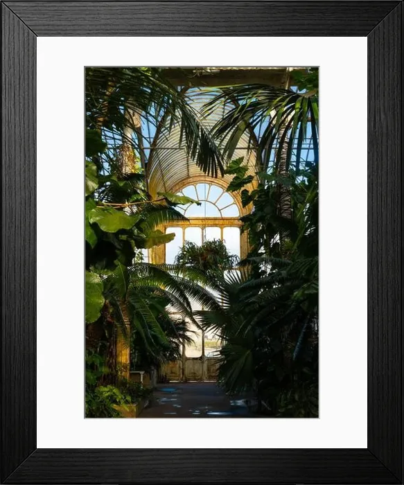 Framed Print : Palm house iron door from within surrounded by tropical plants, London Borough of Richmond upon Thames, England, UK Framed Print : Palm house iron door from within surrounded by tropical plants, London Borough of Richmond upon Thames, England, UK