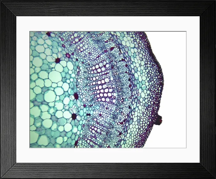 Framed Print : cotton (Gossypium spec.), cross section of a stem of a cotton plant, 100 x, detail of xylem, phloem and cambium