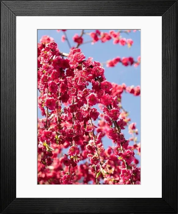 Framed Print : Red peach Melred Weeping Prunus persica blossom garden Framed Print : Red peach Melred Weeping Prunus persica blossom garden