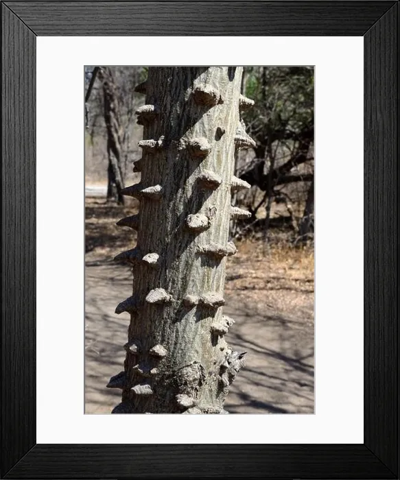 Framed Print : Thorny bark of the Knob thorn Acacia Tree Senegalia nigrescens Botswana Africa Framed Print : Thorny bark of the Knob thorn Acacia Tree Senegalia nigrescens Botswana Africa