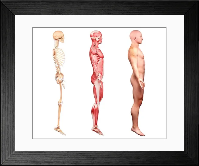Framed Print : Male anatomy, artwork Framed Print : Male anatomy, artwork
