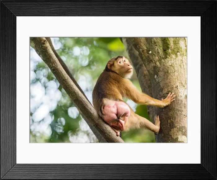 Framed Print : Female Southern Pig-tailed Macaque (Macaca nemestrina) in season as indicated by her swollen posterior Framed Print : Female Southern Pig-tailed Macaque (Macaca nemestrina) in season as indicated by her swollen posterior