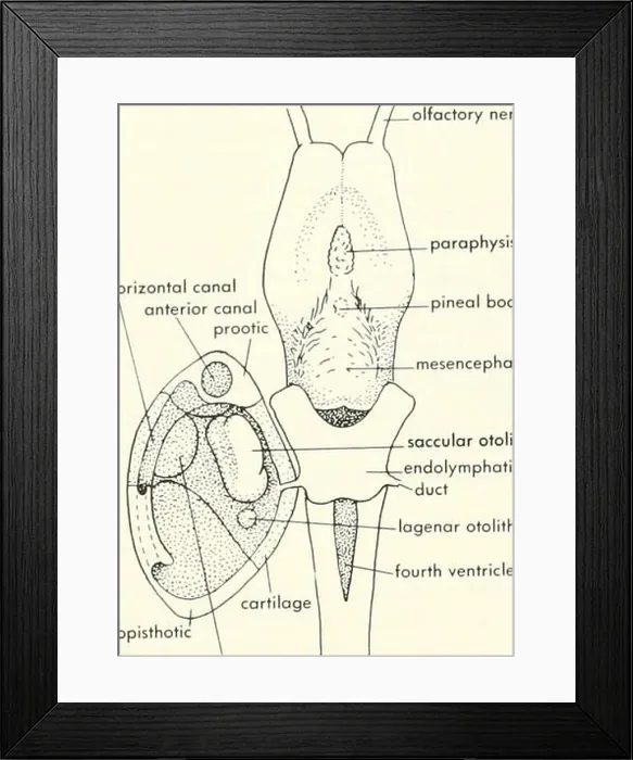 Framed Print : Chordate morphology. Morphology (Animals); Chordata. olfactory nerve (I) parophysis horizontal canal I j Framed Print : Chordate morphology. Morphology (Animals); Chordata. olfactory nerve (I) parophysis horizontal canal I j