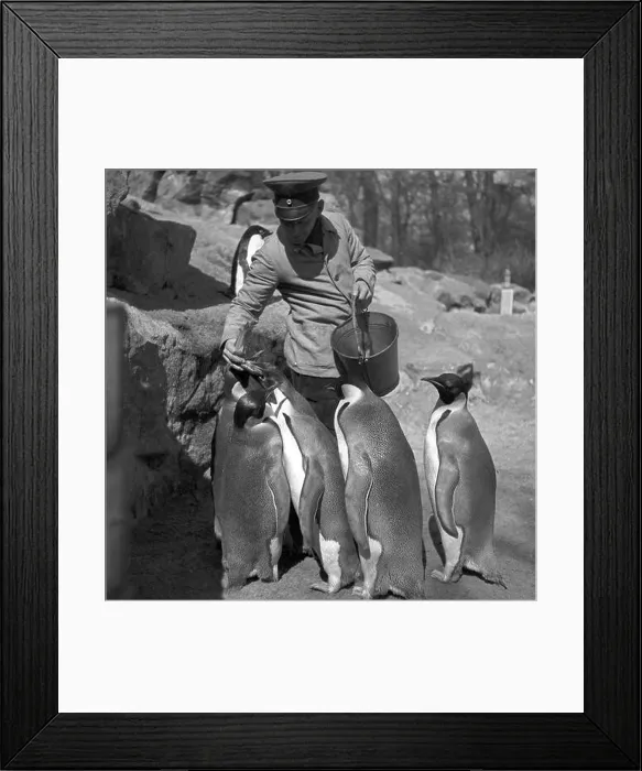 Framed Print : Ein Tierpfleger füttert Pinguine, Deutschland 1930er Jahre. An animal keeper feeds penguins, Germany 1930s Framed Print : Ein Tierpfleger füttert Pinguine, Deutschland 1930er Jahre. An animal keeper feeds penguins, Germany 1930s