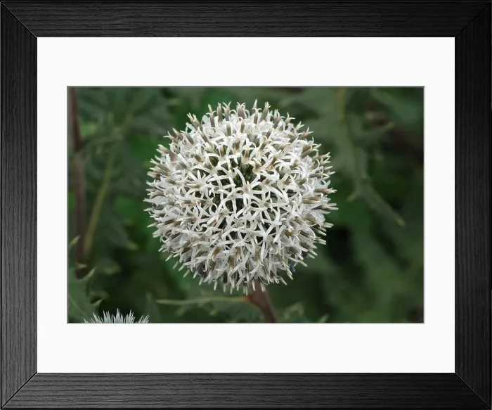 Framed Print : Echinops sphaerocephalus Arctic Glow Framed Print : Echinops sphaerocephalus Arctic Glow