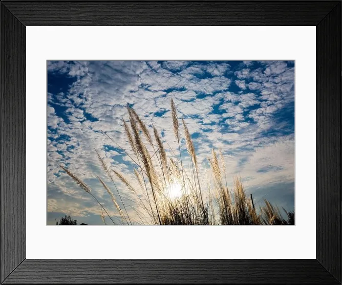 Framed Print : Catkin flowers, Kans grass (Saccharum spontaneum) or Kashful (in bengali) with beautiful Blue Sky at Chandpur, Bangladesh Framed Print : Catkin flowers, Kans grass (Saccharum spontaneum) or Kashful (in bengali) with beautiful Blue Sky at Chandpur, Bangladesh