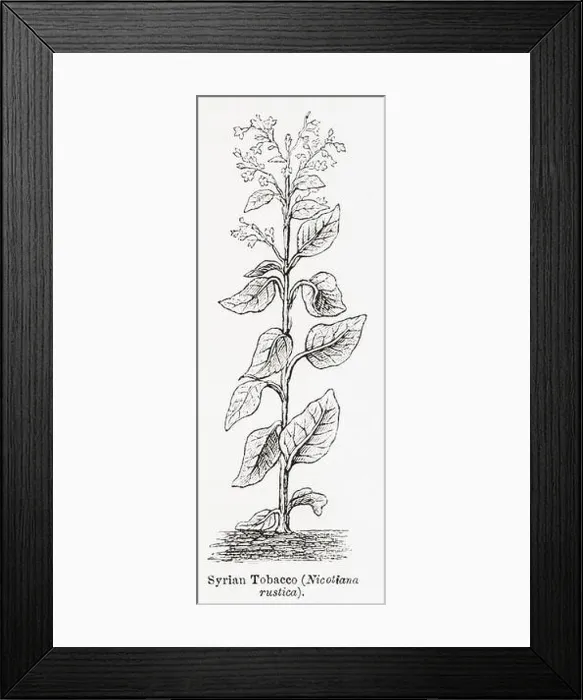 Framed Print : 1870s, 19th century botanical engraving / illustration of Syrian Tobacco plant (Nicotiana rustica) - used as medicinal plant. See Notes Framed Print : 1870s, 19th century botanical engraving / illustration of Syrian Tobacco plant (Nicotiana rustica) - used as medicinal plant. See Notes