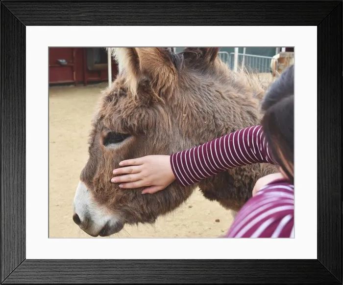 Framed Print : Child petting a Cute little brown furry donkey Framed Print : Child petting a Cute little brown furry donkey