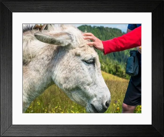 Framed Print : Woman's hand petting or gentle stroking a cute donkey Framed Print : Woman's hand petting or gentle stroking a cute donkey