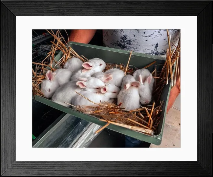 Framed Print : A farmer is holding a crate of young rabbits. Close-up of rabbits. White Pannon Rabbit Breed. Breeding rabbits on the farm Framed Print : A farmer is holding a crate of young rabbits. Close-up of rabbits. White Pannon Rabbit Breed. Breeding rabbits on the farm