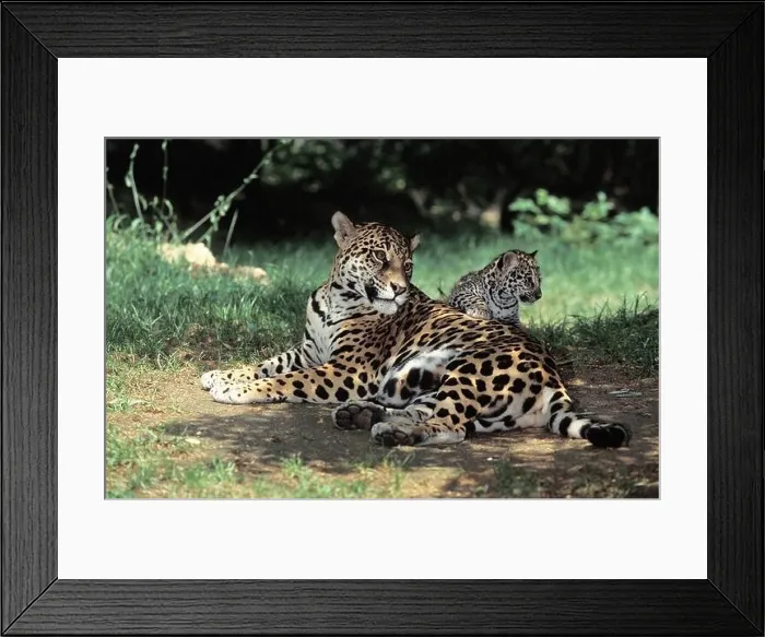 Framed Print : Jaguar, panthera onca, Mother with Cub laying Framed Print : Jaguar, panthera onca, Mother with Cub laying