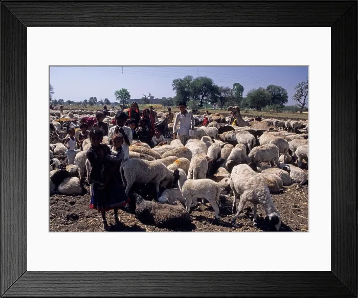 Framed Print : Tribes of India: Nomadic Gujjar Tribe Madhya Pradesh- Attending Sheep and Camel Framed Print : Tribes of India: Nomadic Gujjar Tribe Madhya Pradesh- Attending Sheep and Camel