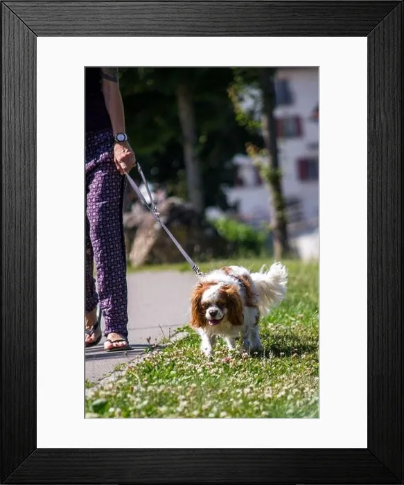 Framed Print : A vertical shot of the dog walker with Cavalier King Charles Spaniel Framed Print : A vertical shot of the dog walker with Cavalier King Charles Spaniel