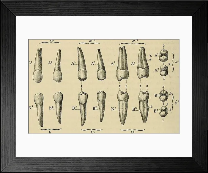 Framed Print : Traité d'anatomie humaine : anatomie descriptive, histologie, développement. ©s lun de lautre par unerainure plus profonde Framed Print : Traité d'anatomie humaine : anatomie descriptive, histologie, développement. ©s lun de lautre par unerainure plus profonde