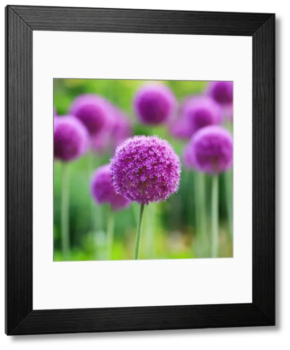 Framed Print : Purple Allium flowers, English Gardens, Assiniboine Park, Winnipeg, Manitoba, Canada Framed Print : Purple Allium flowers, English Gardens, Assiniboine Park, Winnipeg, Manitoba, Canada