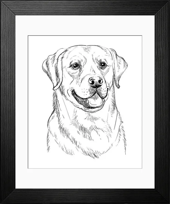 Framed Print : Realistic head of labrador retriever dog vector hand drawing illustration isolated on white background. For decoration, coloring book pages, design, p Framed Print : Realistic head of labrador retriever dog vector hand drawing illustration isolated on white background. For decoration, coloring book pages, design, p